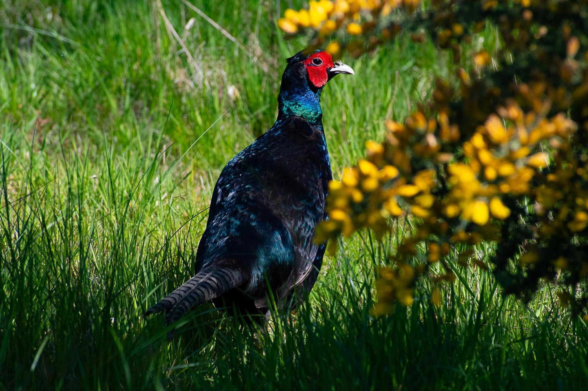 Peppercorn Pod At Beck House Glamping Hotel Salmonby Bagian luar foto